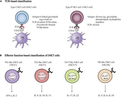 NKT Cells in Neurological Diseases